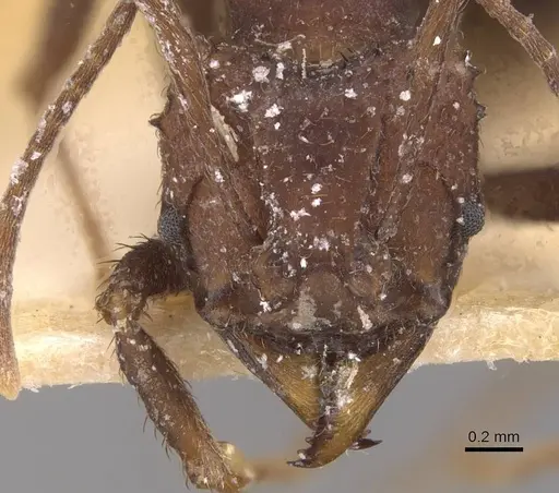 Acromyrmex nigrosetosus specimen CASENT0909415 image casent0909415_2