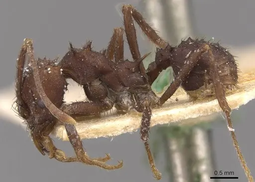 Acromyrmex nigrosetosus specimen CASENT0909415 image casent0909415_3