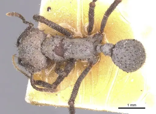 Acromyrmex nigrosetosus specimen CASENT0912457 image casent0912457_1