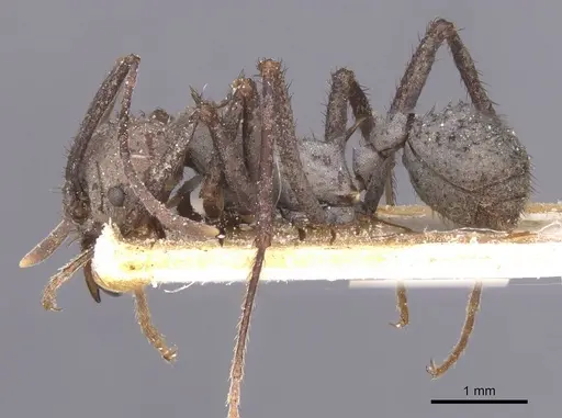 Acromyrmex nigrosetosus specimen CASENT0912457 image casent0912457_3