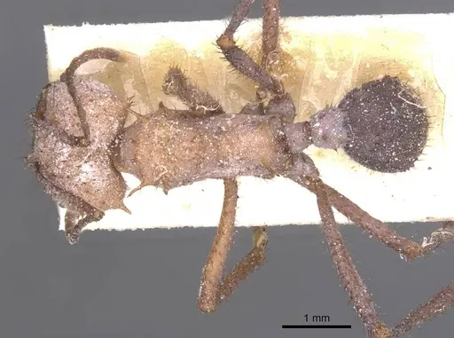 Acromyrmex nigrosetosus specimen CASENT0912458 image casent0912458_1