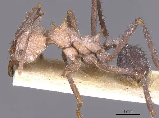 Acromyrmex nigrosetosus specimen CASENT0912458 image casent0912458_3