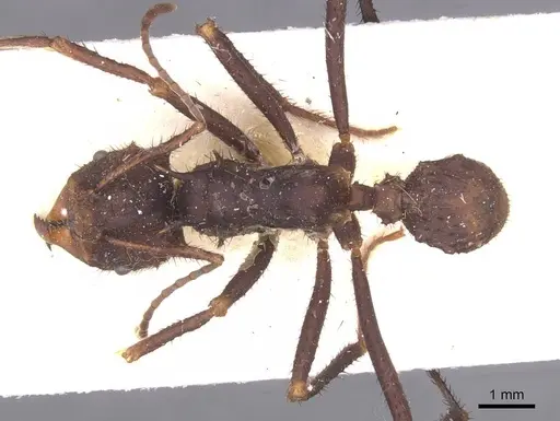 Acromyrmex nobilis specimen CASENT0912469 image casent0912469_1