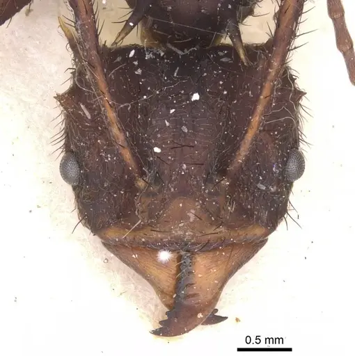 Acromyrmex nobilis specimen CASENT0912469 image casent0912469_2