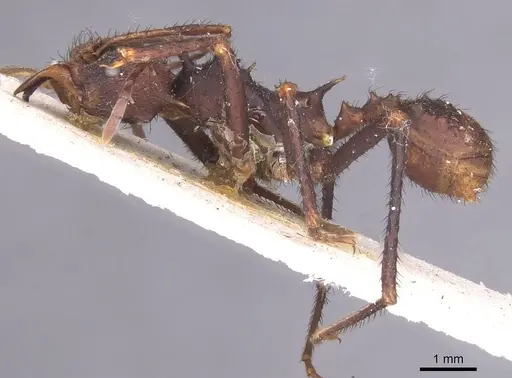 Acromyrmex nobilis specimen CASENT0912469 image casent0912469_3