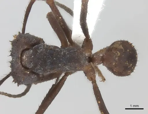 Acromyrmex octospinosus specimen CASENT0217814 image casent0217814_1