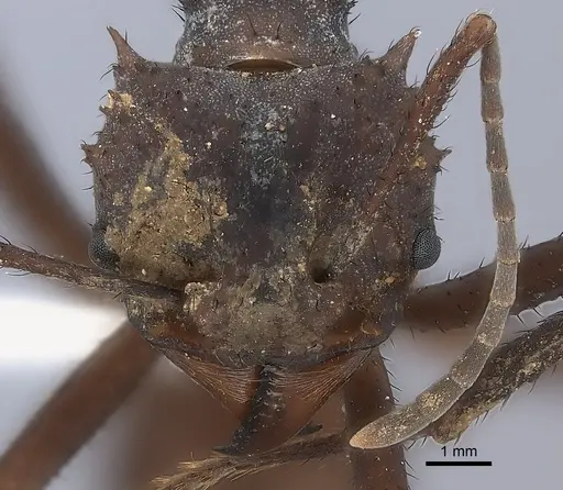 Acromyrmex octospinosus specimen CASENT0217814 image casent0217814_2