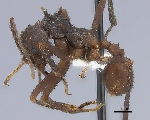 Acromyrmex octospinosus specimen CASENT0217814 image casent0217814_3