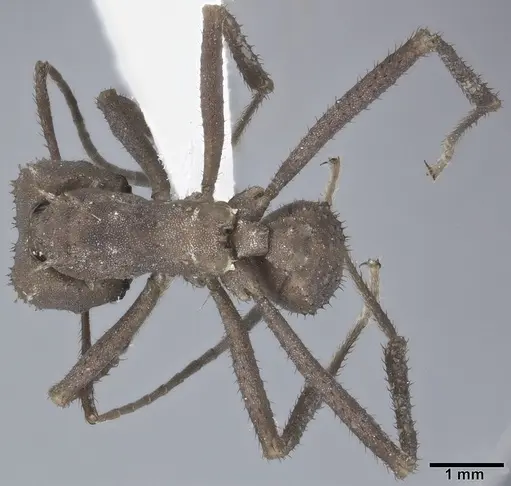 Acromyrmex octospinosus specimen CASENT0246632 image casent0246632_1