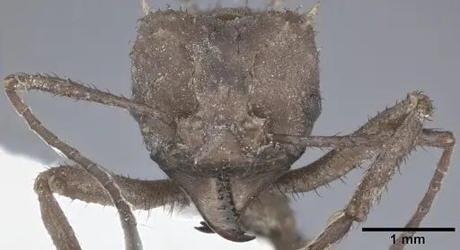 Acromyrmex octospinosus specimen CASENT0246632 image casent0246632_2