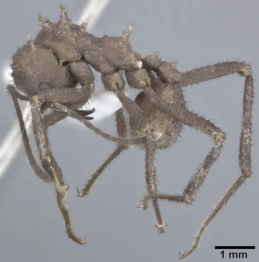Acromyrmex octospinosus specimen CASENT0246632 image casent0246632_3