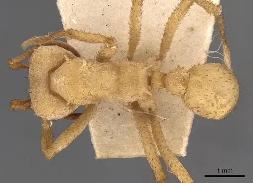 Acromyrmex octospinosus specimen CASENT0900490 image casent0900490_1