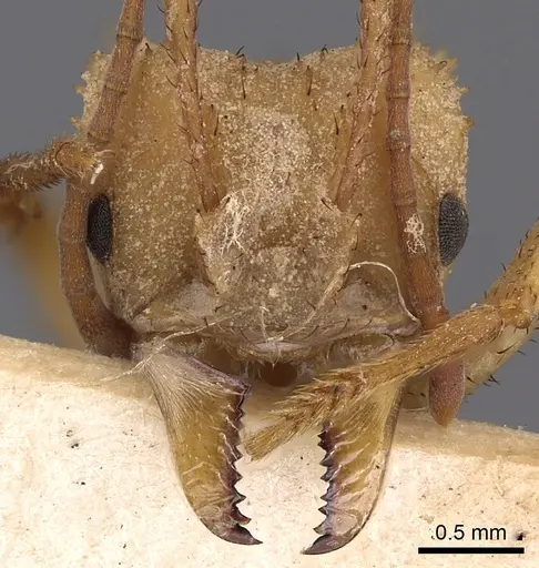 Acromyrmex octospinosus specimen CASENT0900490 image casent0900490_2