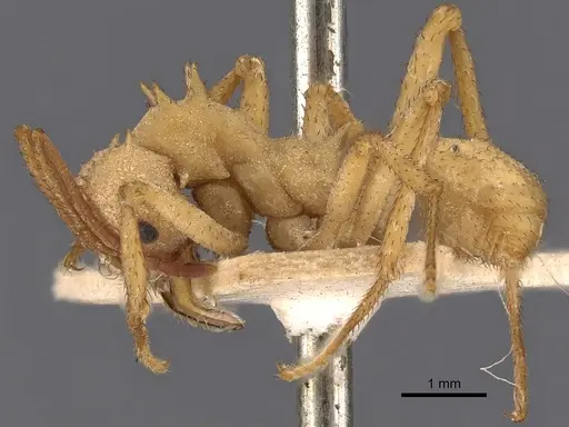 Acromyrmex octospinosus specimen CASENT0900490 image casent0900490_3