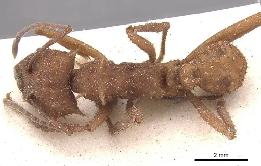 Acromyrmex octospinosus specimen CASENT0909421 image casent0909421_1