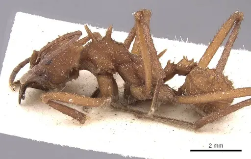 Acromyrmex octospinosus specimen CASENT0909421 image casent0909421_3