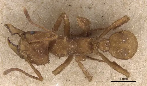 Acromyrmex octospinosus specimen CASENT0909422 image casent0909422_1