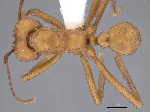 Acromyrmex octospinosus specimen CASENT0922028 image casent0922028_1