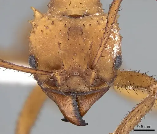 Acromyrmex octospinosus specimen CASENT0922028 image casent0922028_2