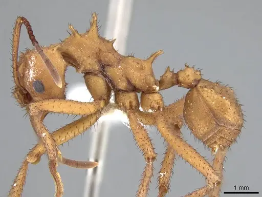 Acromyrmex octospinosus specimen CASENT0922028 image casent0922028_3