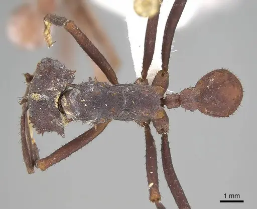 Acromyrmex octospinosus specimen CASENT0922033 image casent0922033_1