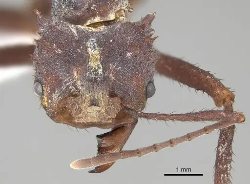 Acromyrmex octospinosus specimen CASENT0922033 image casent0922033_2