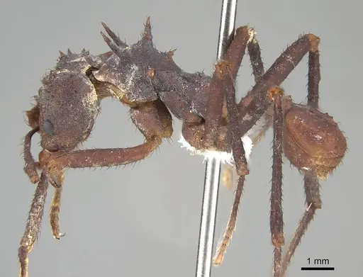 Acromyrmex octospinosus specimen CASENT0922033 image casent0922033_3