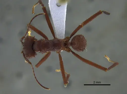 Acromyrmex octospinosus specimen CBUMAGENT41716 image cbumagent41716_1