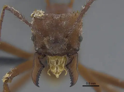 Acromyrmex octospinosus specimen CBUMAGENT41716 image cbumagent41716_2