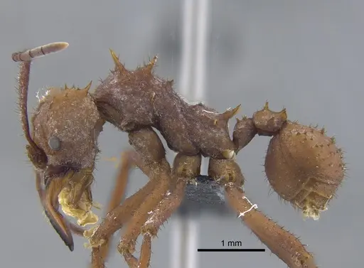 Acromyrmex octospinosus specimen CBUMAGENT41716 image cbumagent41716_3