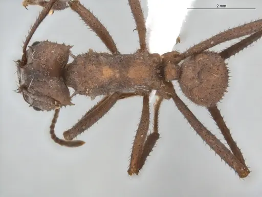 Acromyrmex octospinosus specimen ECOFOG-BUG-0133-03 image ecofog-bug-0133-03_1