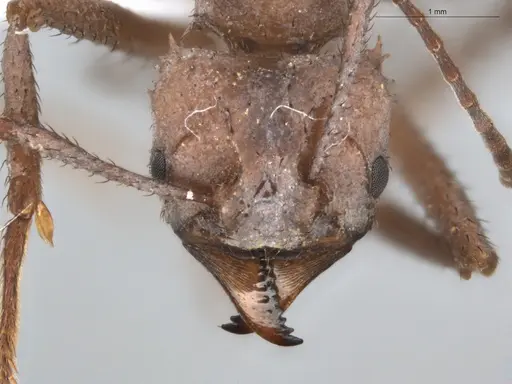 Acromyrmex octospinosus specimen ECOFOG-BUG-0133-03 image ecofog-bug-0133-03_2