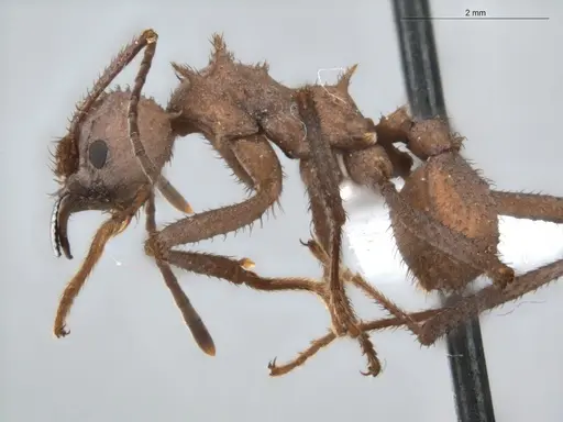Acromyrmex octospinosus specimen ECOFOG-BUG-0133-03 image ecofog-bug-0133-03_3