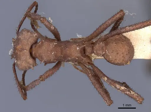 Acromyrmex octospinosus specimen FMNHINS0000046890 image fmnhins0000046890_1