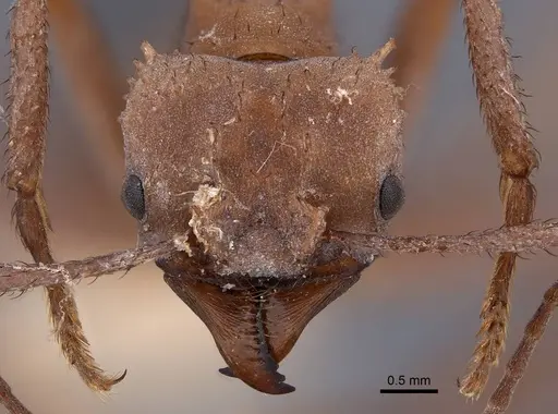 Acromyrmex octospinosus specimen FMNHINS0000046890 image fmnhins0000046890_2