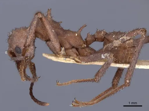 Acromyrmex octospinosus specimen FMNHINS0000046890 image fmnhins0000046890_3