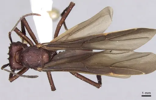 Acromyrmex octospinosus specimen INBIOCRI001283113 image inbiocri001283113_1