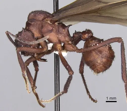 Acromyrmex octospinosus specimen INBIOCRI001283113 image inbiocri001283113_3