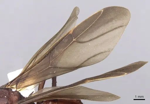 Acromyrmex octospinosus specimen INBIOCRI001283113 image inbiocri001283113_4
