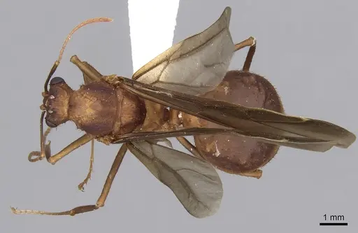 Acromyrmex octospinosus specimen INBIOCRI001283114 image inbiocri001283114_1