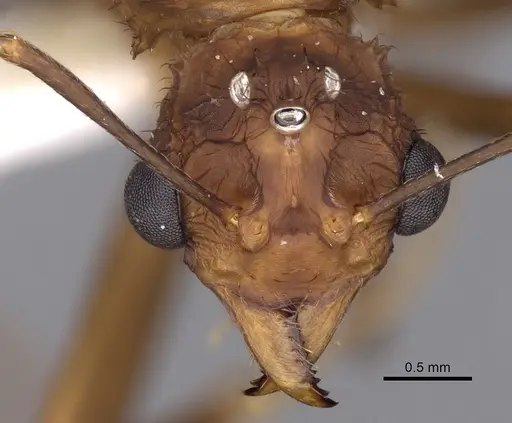 Acromyrmex octospinosus specimen INBIOCRI001283114 image inbiocri001283114_2