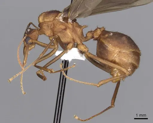 Acromyrmex octospinosus specimen INBIOCRI001283114 image inbiocri001283114_3