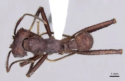 Acromyrmex octospinosus specimen INBIOCRI001284242 image inbiocri001284242_1