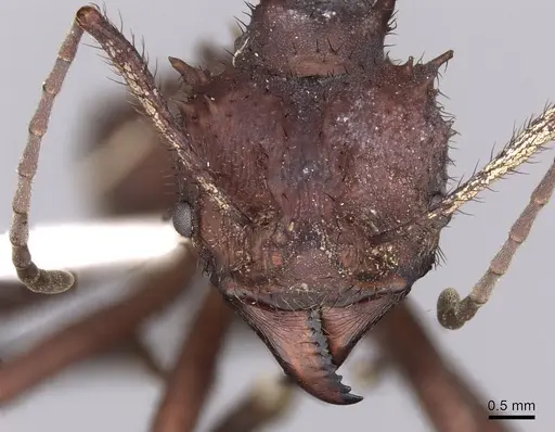 Acromyrmex octospinosus specimen INBIOCRI001284242 image inbiocri001284242_2