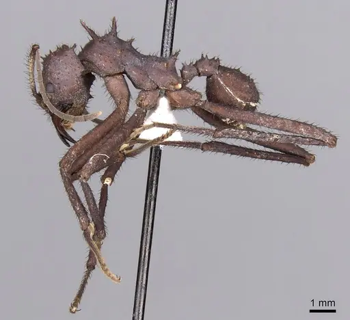 Acromyrmex octospinosus specimen INBIOCRI001284242 image inbiocri001284242_3