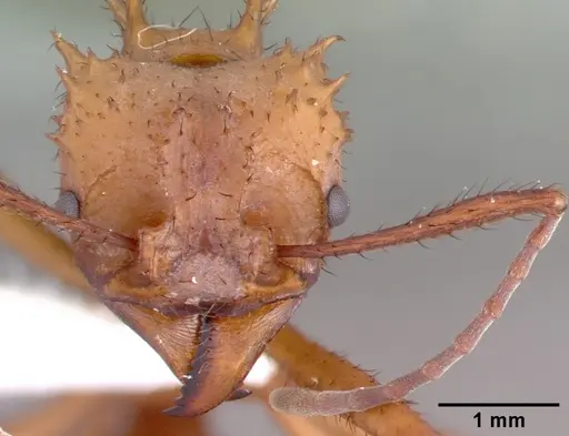 Acromyrmex octospinosus specimen PSW7796-21 image psw7796-21_2
