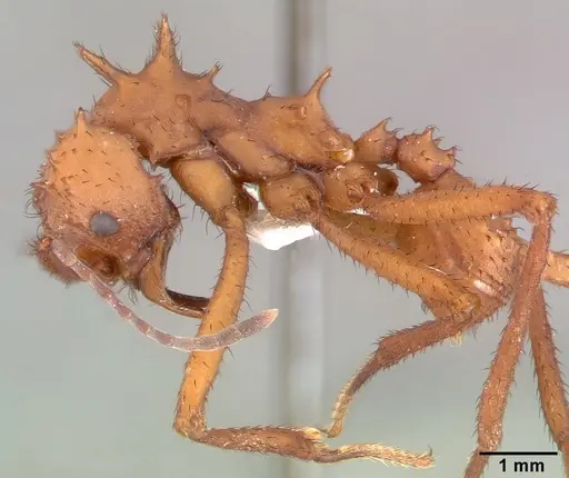 Acromyrmex octospinosus specimen PSW7796-21 image psw7796-21_3