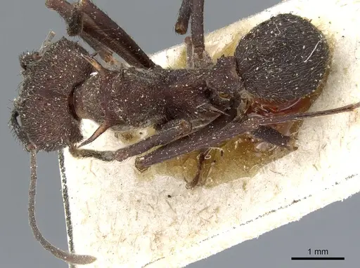 Acromyrmex pubescens specimen CASENT0905003 image casent0905003_1