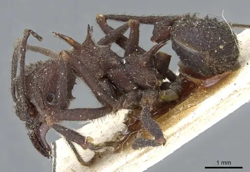 Acromyrmex pubescens specimen CASENT0905003 image casent0905003_3