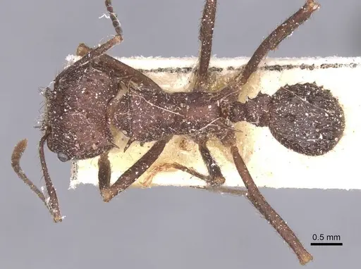Acromyrmex pubescens specimen CASENT0912468 image casent0912468_1